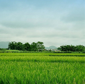 Agricultural Irrigation System