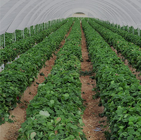 Plant Irrigation System